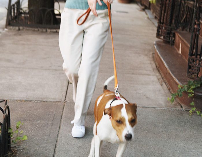 Esci con il cane all’alba