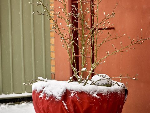 Così proteggi le tue piante dal freddo