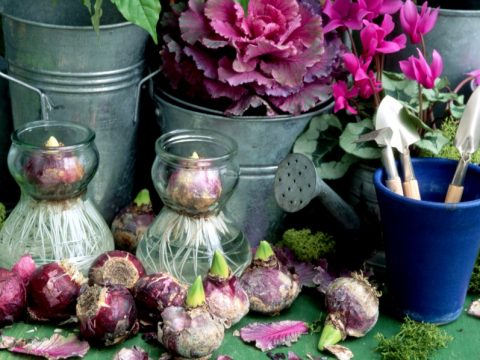 7 fiori per l'inverno