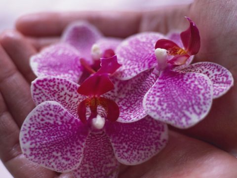 È tempo di orchidee