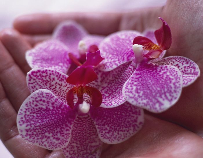 vanda