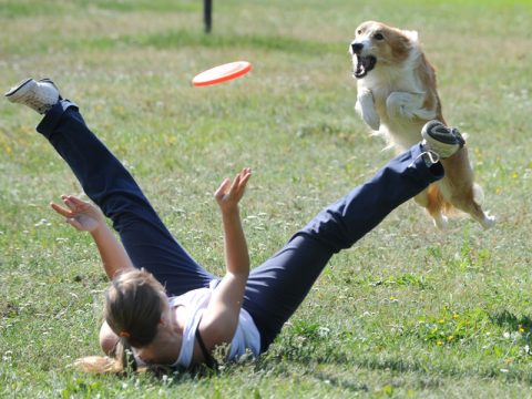 Come insegnare al cane a giocare