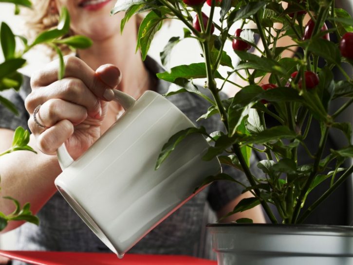 Rimedi naturali nel giardinaggio