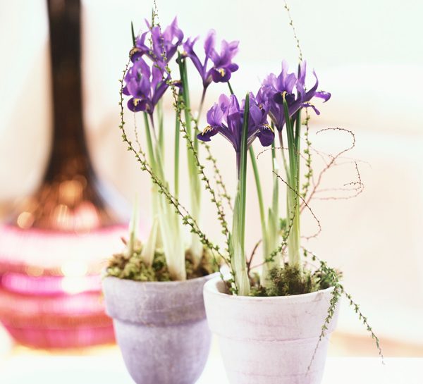 Mini iris: un arcobaleno di colori