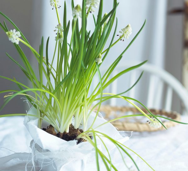 Muscari: bulbi piccoli e perenni