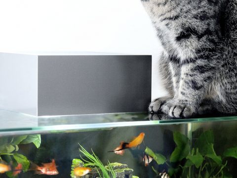 Un acquario low cost in 6 mosse