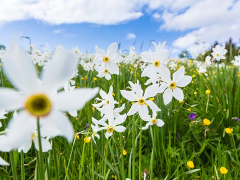 Benvenuta primavera: 7 buone ragioni per ritrovare il buon umore