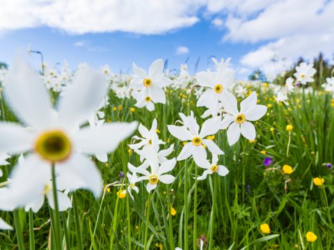 Benvenuta primavera: 7 buone ragioni per ritrovare il buon umore