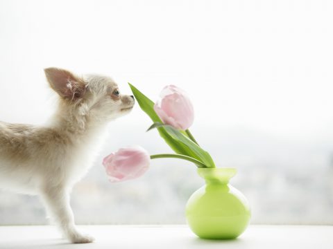 L'aromaterapia per cani e gatti