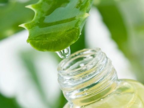 Aloe: la pianta dai mille benefici