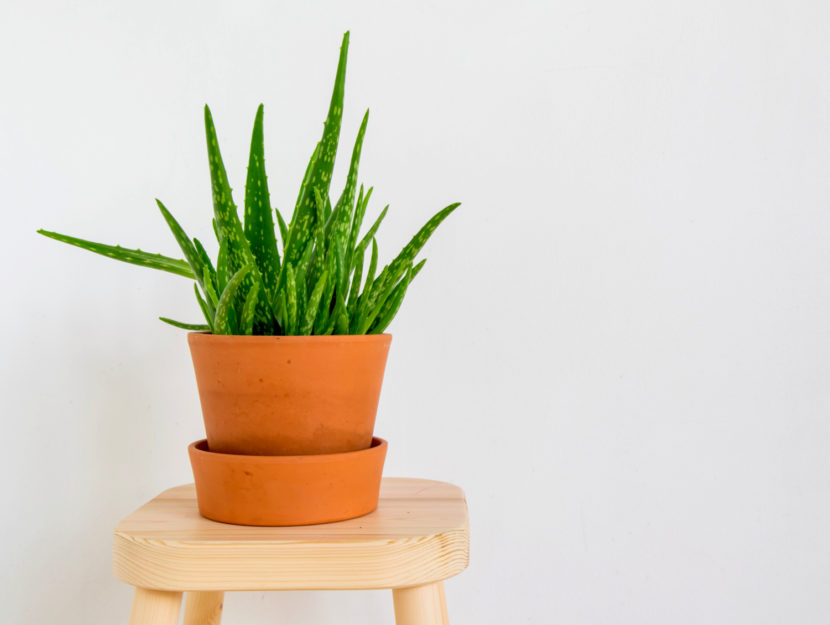 aloe