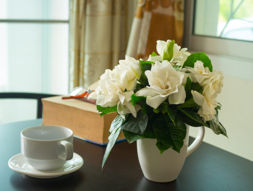 gardenia