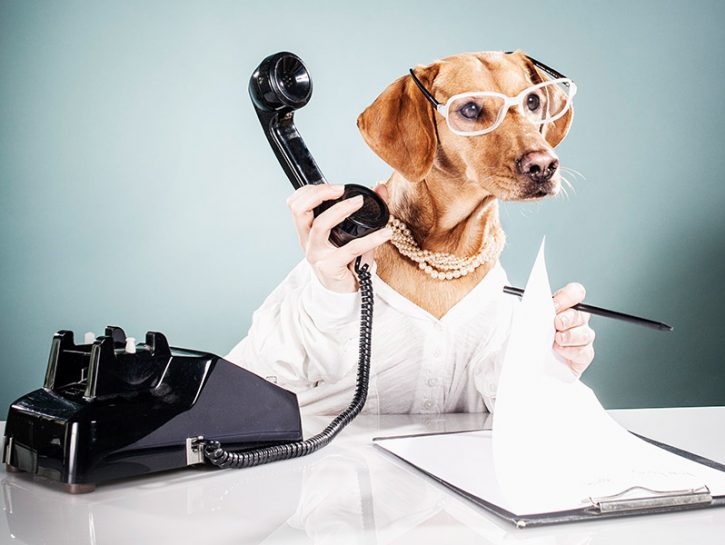 Il traduttore per animali