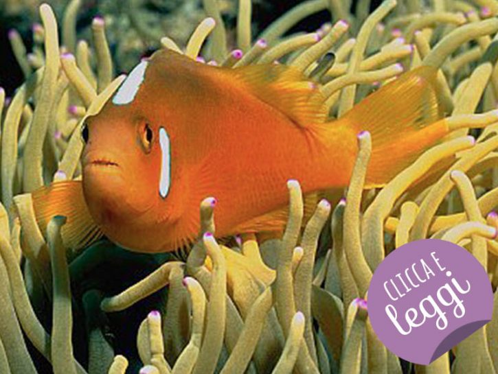 Pesce d'aprile