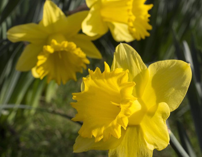 Fiori e oroscopo: i fiori giusti per ogni segno zodiacale