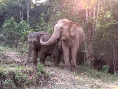 Storia di MeBai, il cucciolo di elefante che ritrova la mamma
