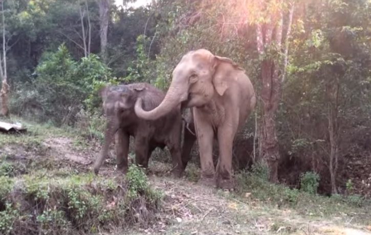 Storia di MeBai, il cucciolo di elefante che ritrova la mamma