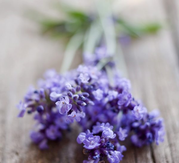 Per i ragni usa la lavanda