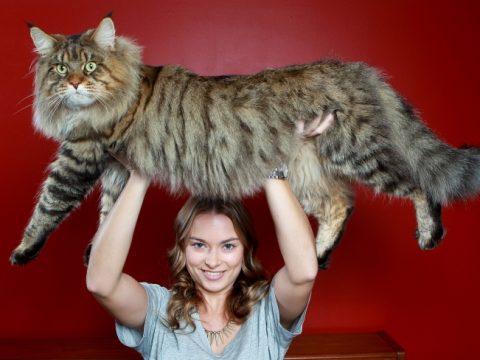 Gatti da record: il più bello, il più brutto, il più grosso, il più grasso