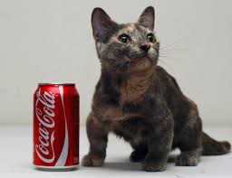 Pixel, il gatto più piccolo del mondo