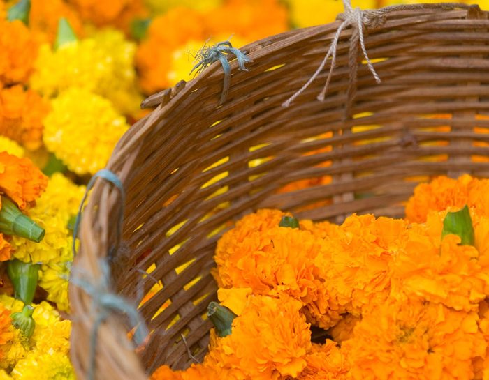 Calendula, calmante naturale