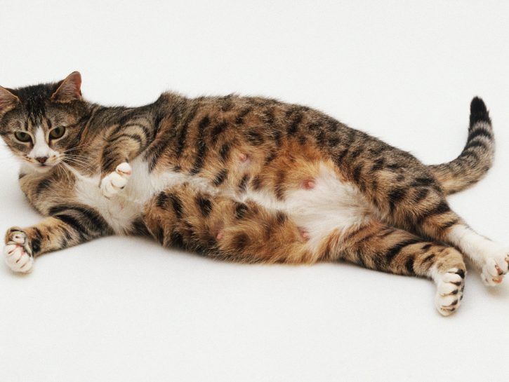 Perche Il Gatto Dorme Sulla Mia Pancia