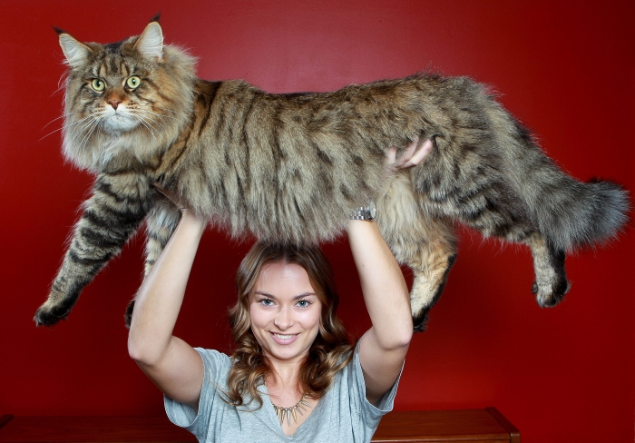 Rupert, il gatto più grande del mondo
