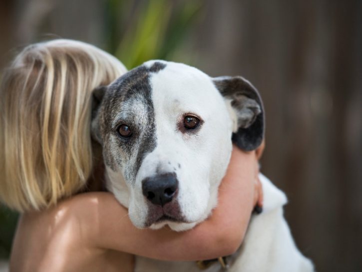 Eliminare i peli del cane (o del gatto) da casa - Cose di Casa