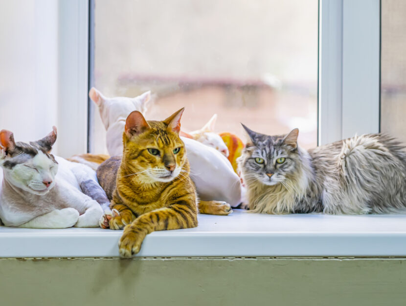 Un gruppo di gatti di varie razze sul davanzale della finestra