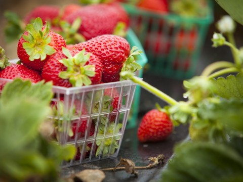 Dolci facili alle fragole: tiramisù, crostate e soufflé