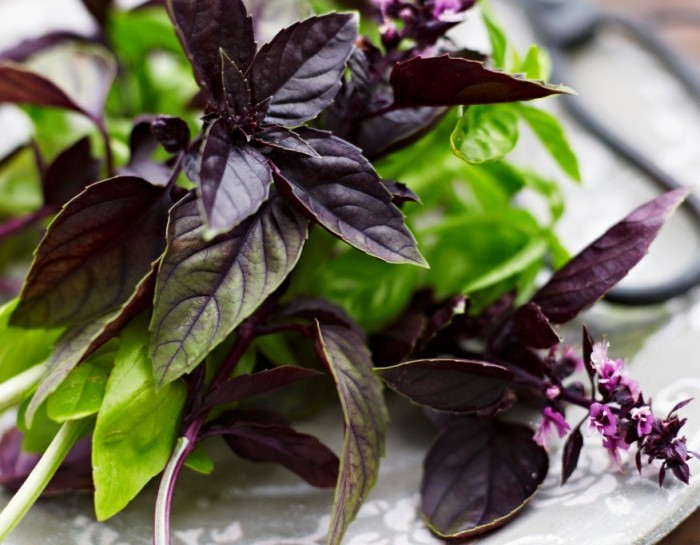 Ricetta facile con il basilico viola