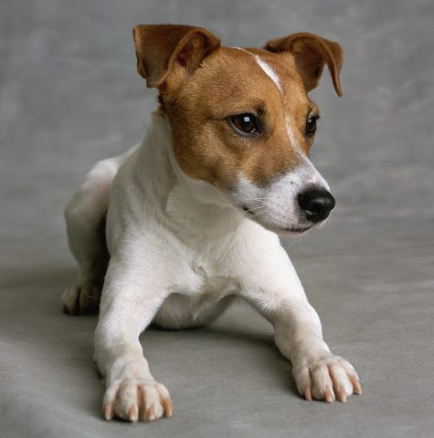 Se hai un Jack Russell, soprannominato il cane “combina guai”, ti rispecchi molto in questa cara