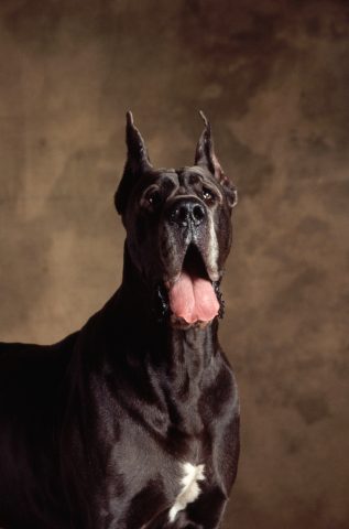 Se hai un alano sei una persona molto equilibrato, docile e socievole. A volte sei un po' insicura e