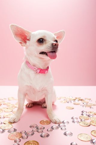 Se hai un chihuahua sei una persona dotata di una personalità molto aperta a nuove esperienze, curi
