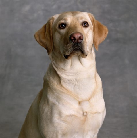 Se hai un Labrador sei una persona amante della famiglia e della tranquillità. Sei anche molto afid