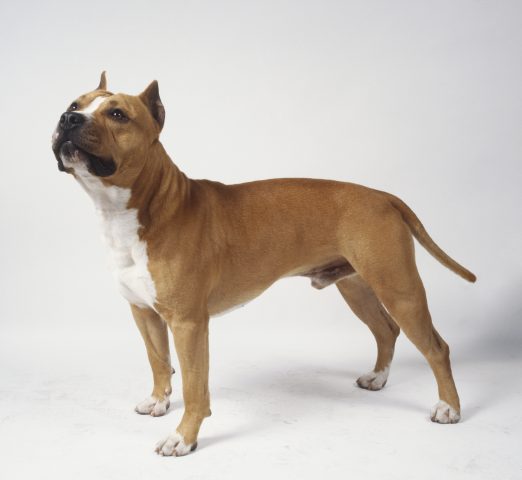 Se hai un Pitbull sei una persona molto sensibile, anche se agli altri non vuoi darlo troppo a veder