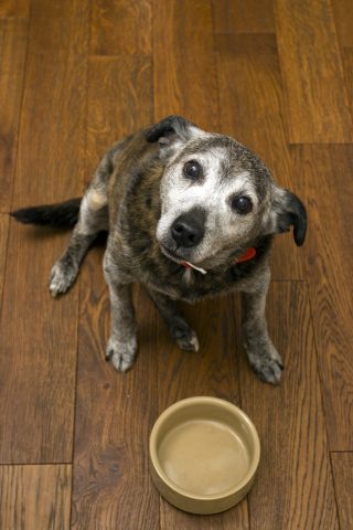 Se anziché comprare un cane di razza, hai preferito adottare un bastardino dal canile, sei una pers