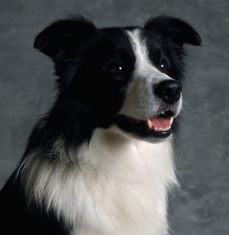 Se hai un Border Collie sei, come il tuo cane, una persona dinamica sportiva e sempre in movimento,