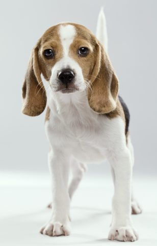 Se hai un Beagle sei una persona curiosa all'inverosimile e insaziabilmente stimolata dalle novità.