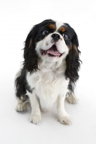 Se il tuo cane è un Cavalier King sei una persona un po' pantofolaia, amante del focolare domestico