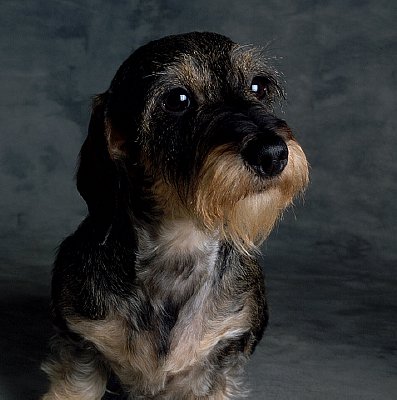 Se hai un bassotto sei una persona dal carattere fermo e deciso, proprio come il tuo amico quattroza