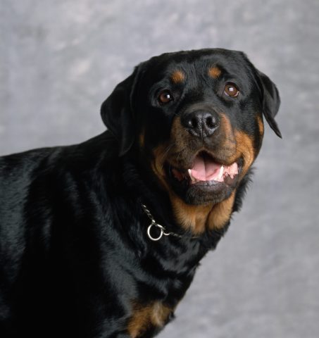 Se il tuo cane è un rottweiler sei una persona molto intelligente e riflessiva, anche se un po' vol