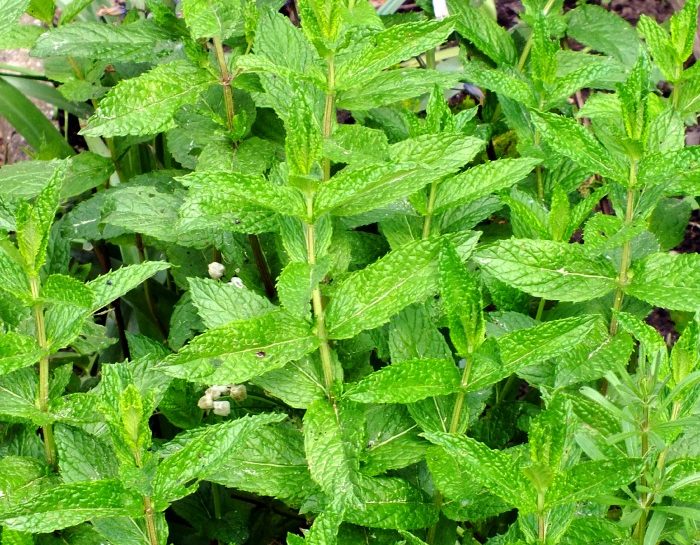 Un aiuto dalla menta