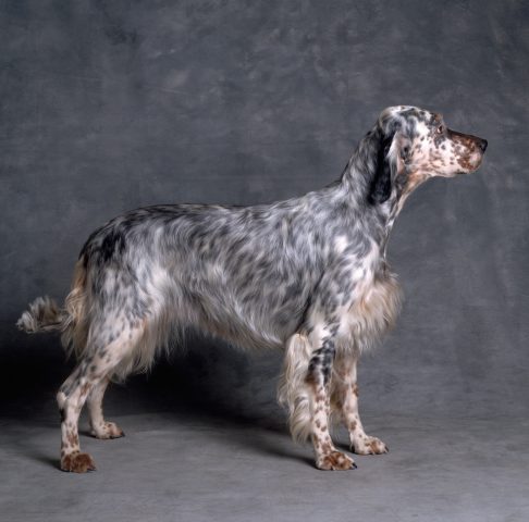 Se hai un Setter come amico a quattro zampe sei molto vivace, allegra, dinamica ma anche un po' volu