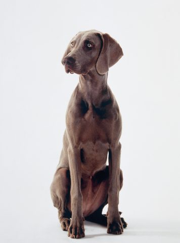 Se il tuo cane è un bracco di Weimar sei una persona molto paricolare: da un lato molto elegante e