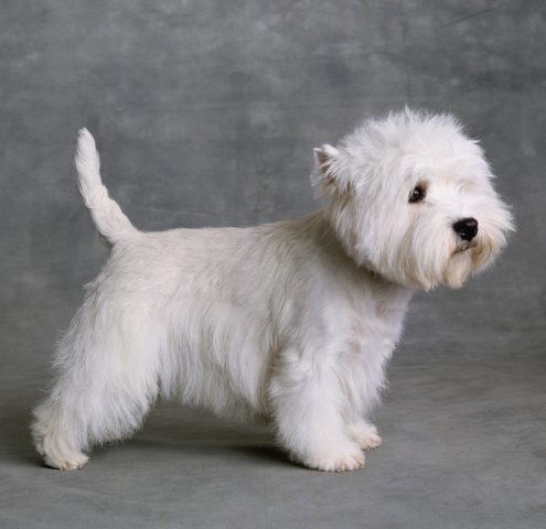 Se hai un West Highland Terrier sei una persona molto equilibrata e di ampie vedute. Non c'è niente