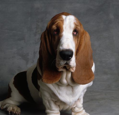 Se hai un Basset Hound sei una persona molto veratile. Ami le comodità della vita, ti piace il rela