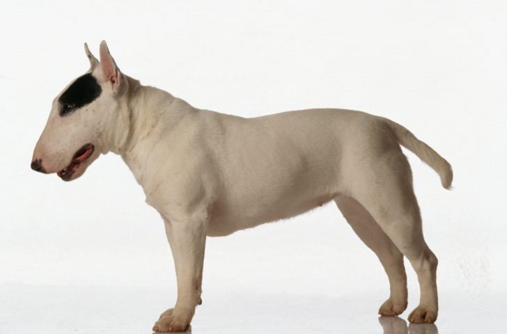 Se hai un Bull Terrier sei una persona molto coraggiosa ma non aggressiva. Esattamente come il tuo c