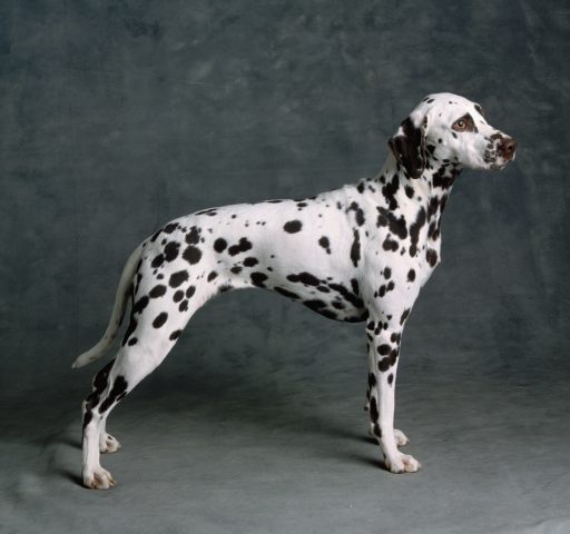 Se hai scelto un dalmata come cane da compagnia sei una persona molto decisa e determinata in quello