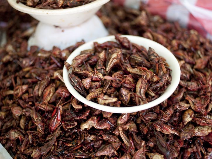 Chapulines, cavallette fritte